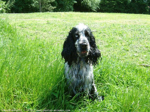 Photo de Cocker anglais