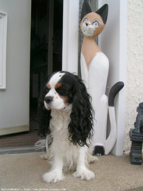 Photo de Cavalier king charles spaniel