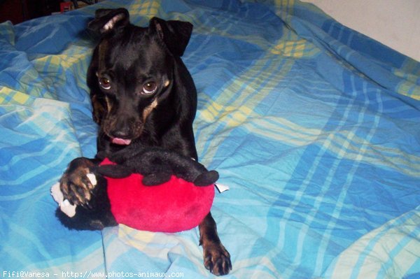 Photo de Pinscher nain