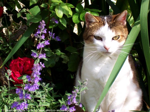 Photo de Chat domestique