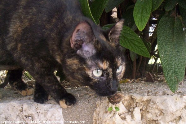 Photo de Chat domestique