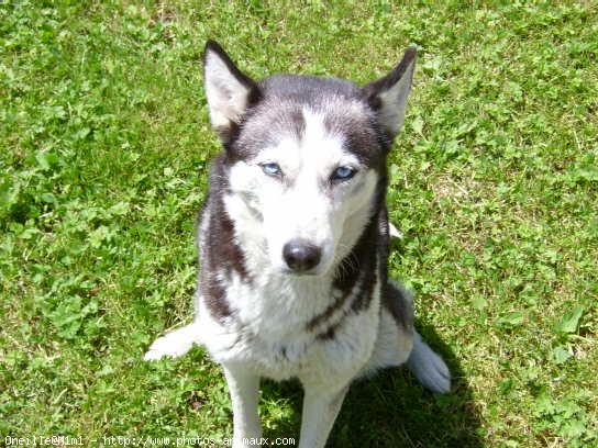 Photo de Husky siberien