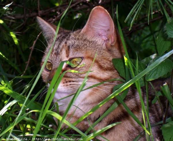 Photo de Chat domestique