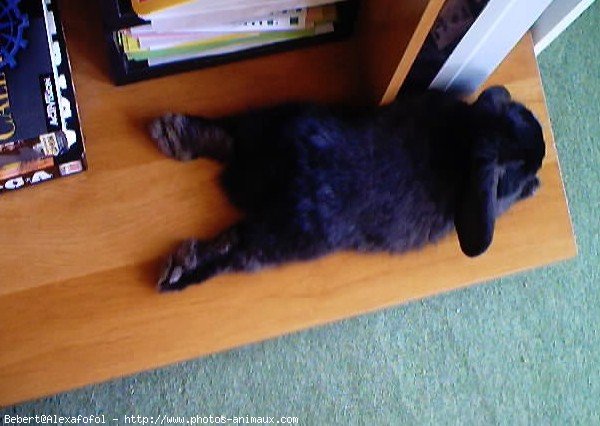 Photo de Lapin