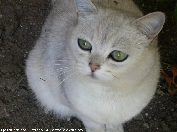 Photo de British shorthair