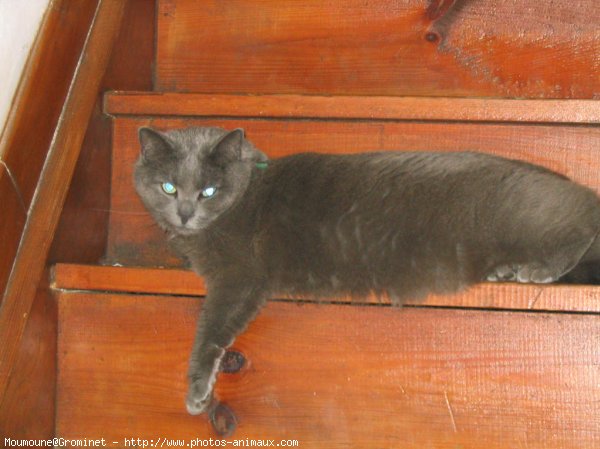 Photo de Chartreux