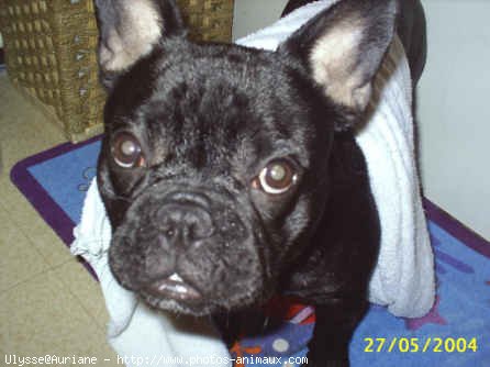 Photo de Bouledogue franais