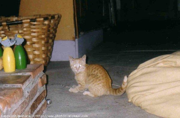 Photo de Chat domestique