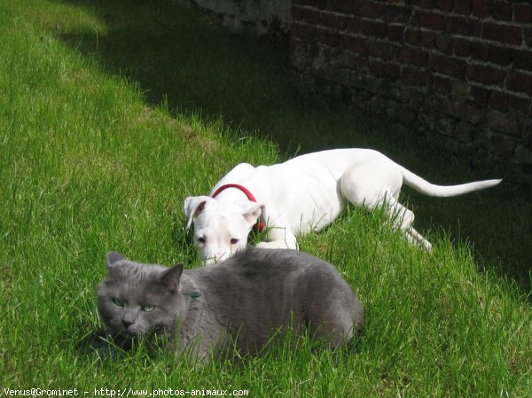 Photo de Dogue argentin