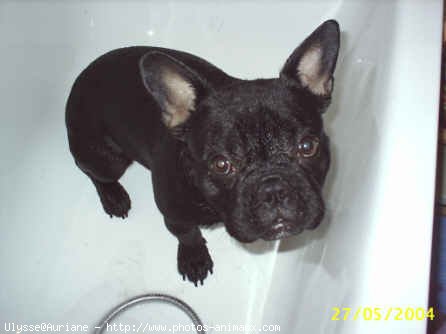 Photo de Bouledogue franais