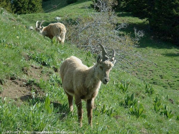 Photo de Bouquetin