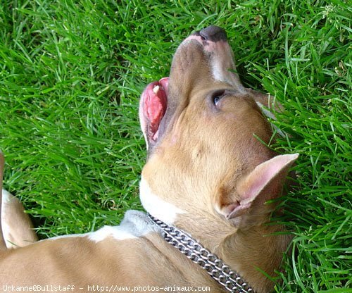 Photo d'American staffordshire terrier