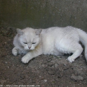 Photo de British shorthair