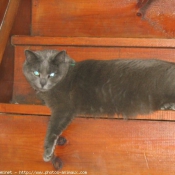 Photo de Chartreux