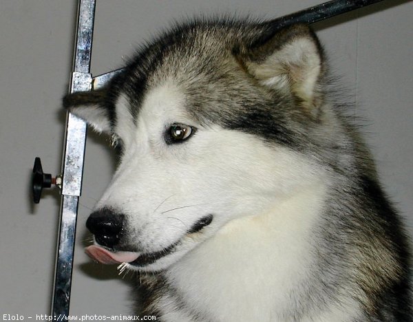 Photo de Malamute de l'alaska