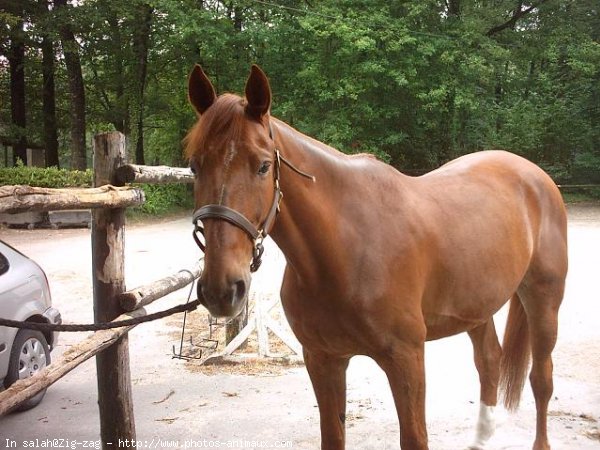 Photo de Trotteur franais