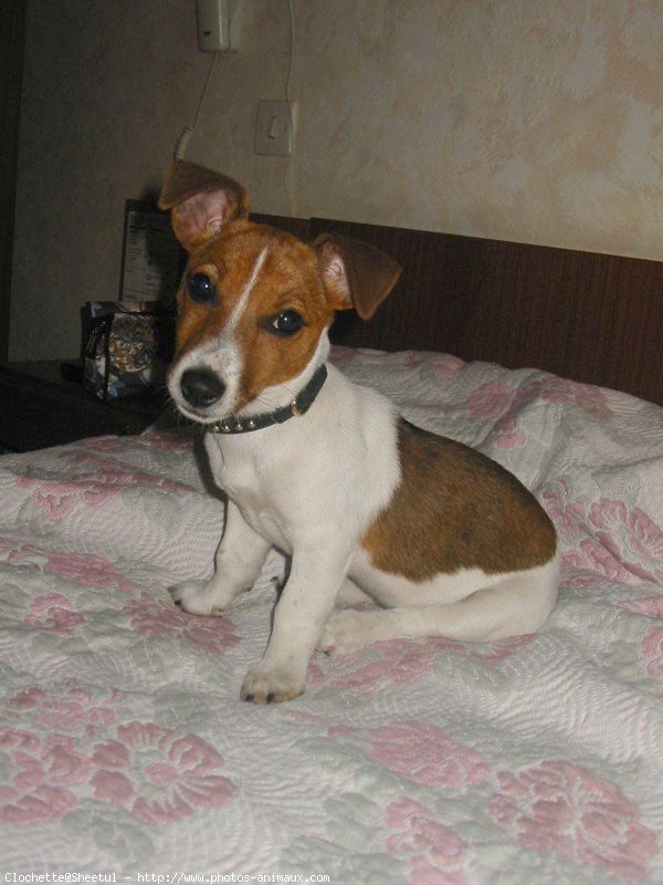 Photo de Jack russell terrier