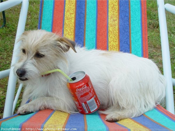 Photo de Jack russell terrier