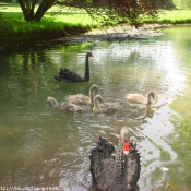 Photo de Cygne