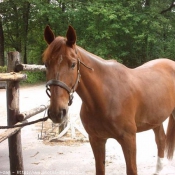 Photo de Trotteur franais