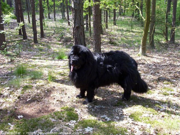 Photo de Chien de terre-neuve