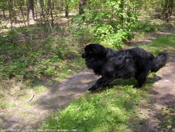 Photo de Chien de terre-neuve