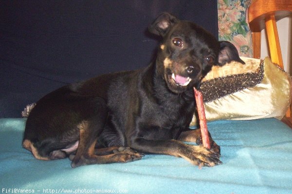 Photo de Pinscher nain