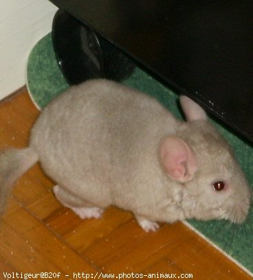 Photo de Chinchilla