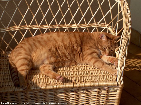 Photo de Chat domestique