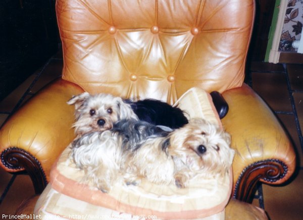 Photo de Yorkshire terrier