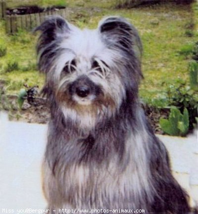 Photo de Chien de berger des pyrenes  poil long