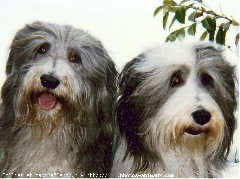 Photo de Bearded collie