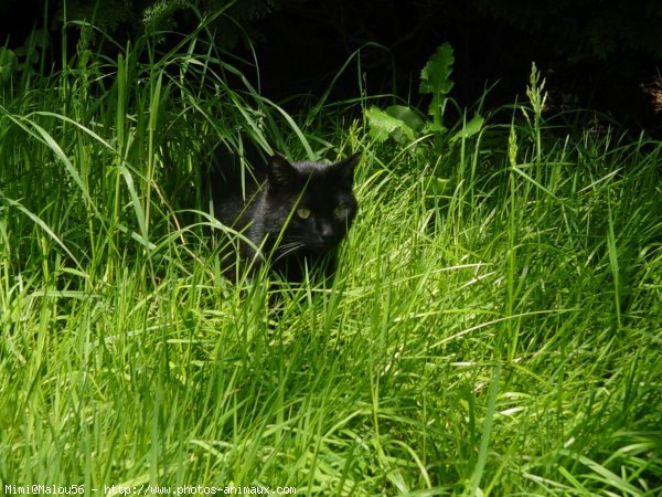 Photo de Chat domestique