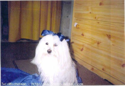 Photo de Bichon maltais