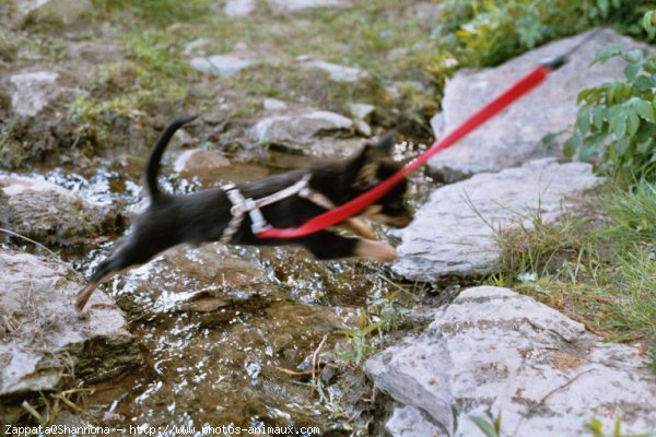 Photo de Chihuahua  poil court