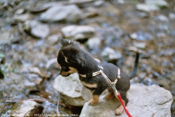 Photo de Chihuahua  poil court