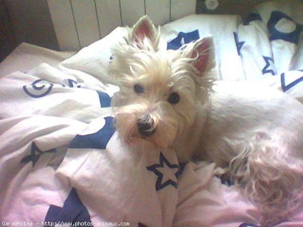 Photo de West highland white terrier