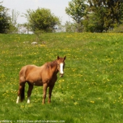 Photo de Races diffrentes