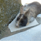 Photo de Lapin