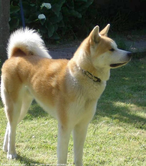 Photo d'Akita inu