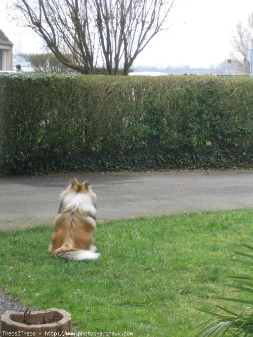 Photo de Chien de berger des shetland