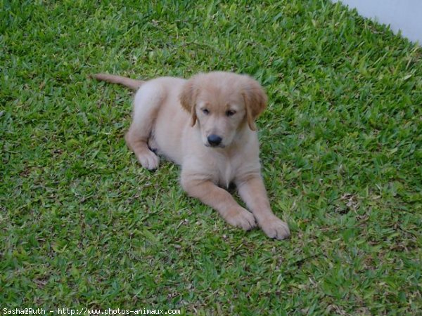 Photo de Golden retriever