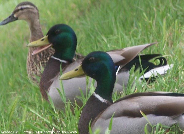 Photo de Canard