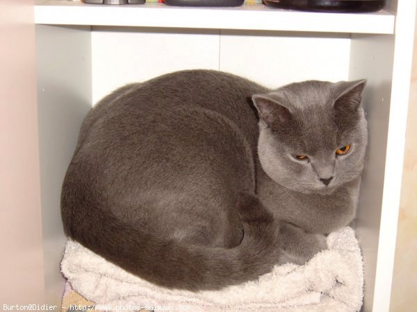 Photo de Chartreux