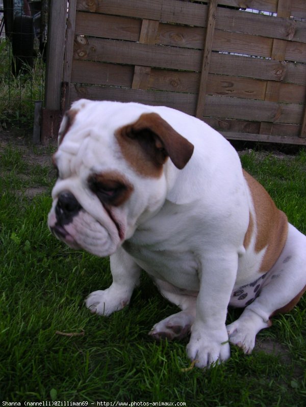 Photo de Bulldog