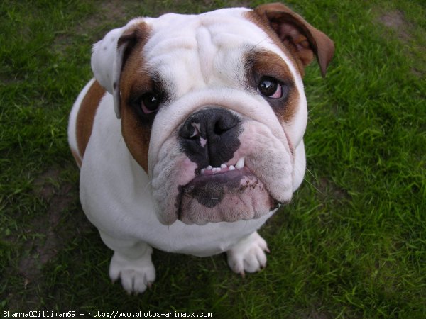 Photo de Bulldog