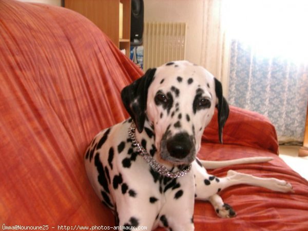 Photo de Dalmatien