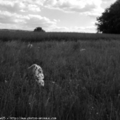 Photo de Dalmatien