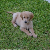 Photo de Golden retriever