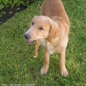 Photo de Golden retriever